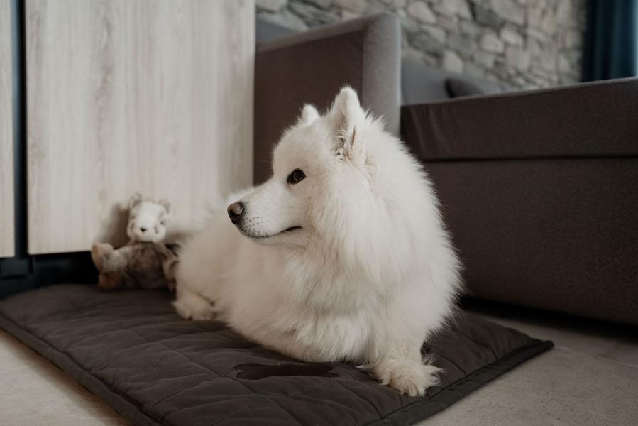 ANIMAUX DE COMPAGNIE